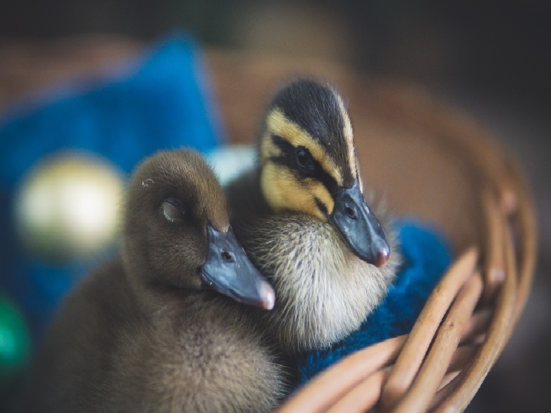 <strong>试管fsh值107（试管移植7级）</strong>